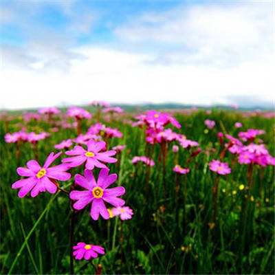 2023澳门管家婆资料正版大全手机app下载